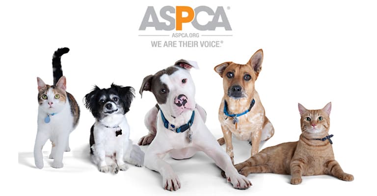 local artificial turf & fake grass